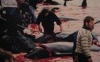 Massacre des baleines sur les îles Féroé