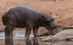 INSOLITE: L'hippopotame, animal affectif