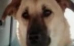 Target, chien héros de la guerre d'Afghanistan, euthanasié par erreur en Arizona