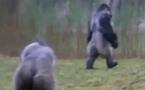 Le gorille qui marche comme les hommes