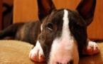Sauvons Prince le bull terrier