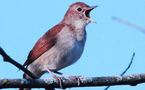 Connaissez-vous les chants d'oiseaux?