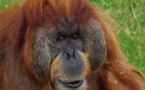 Major, l'orang-outan de 50 ans, est mort