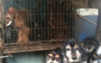 265 chiens d’élevages saisis par la justice en France