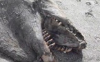 Un étrange monstre marin échoué sur une plage