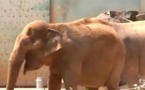 Les éléphantes Baby et Népal enfin sauvées