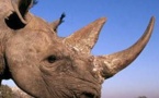 1004 rhinos tués par les braconneurs en Afrique du Sud