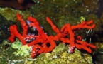 Le corail rouge, bijou d’intérêt pour les chercheurs