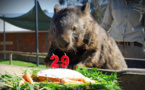 Patrick, le plus vieux wombat du monde