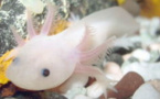 L’Axolotl mexicain, petit monstre aquatique menacé d'extinction