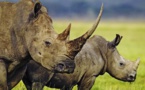 Année noire pour les rhinocéros d’Afrique du Sud