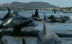 200 baleines échouent en Nouvelle-Zélande