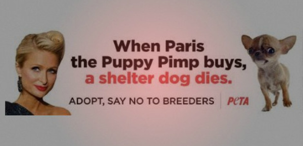 Polémique sur l'élevage canin