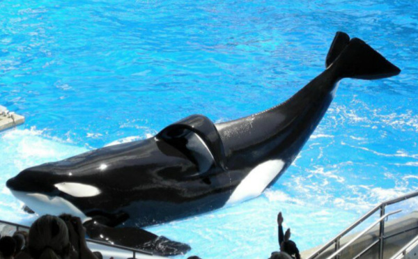 Mort de la star de "Blackfish"