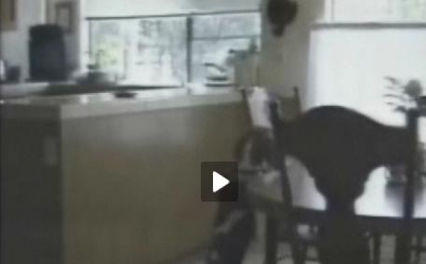 Animaux intelligents