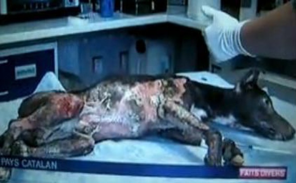 Mambo, chien martyre, a eu gain de cause au Tribunal