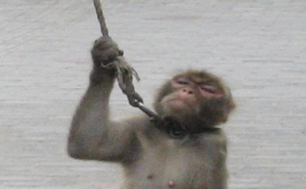 Journée mondiale des animaux