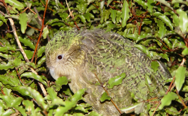 Un perroquet en voie d'extinction essaie de se reproduire avec... un homme!
