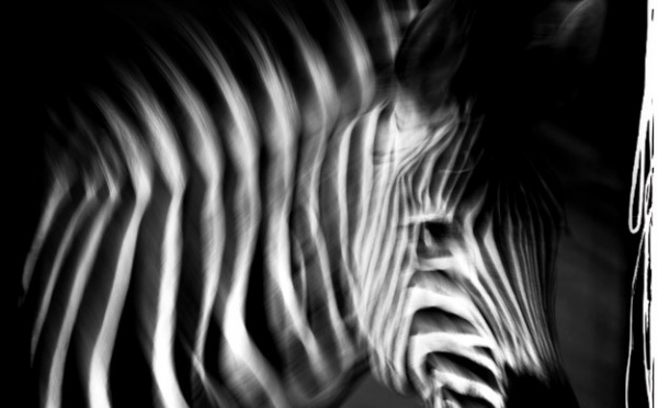 FESTIVAL PHOTO ET PEINTURE ANIMALIERE: L’animal dans toute sa splendeur et en images