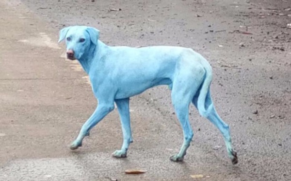 La ville des chiens schtroumpfés