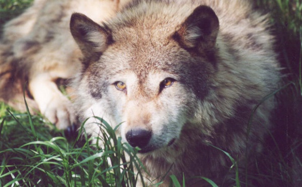 En attendant les loups