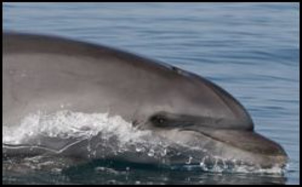 La protection des cétacés