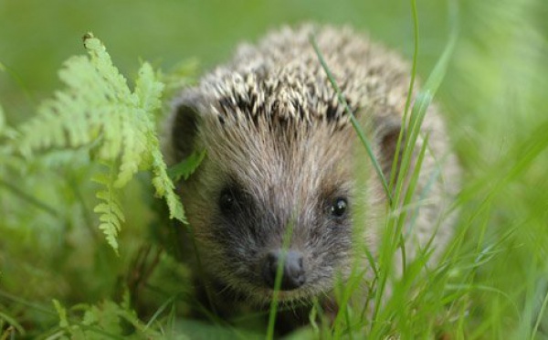 Le hérisson, une espèce sentinelle