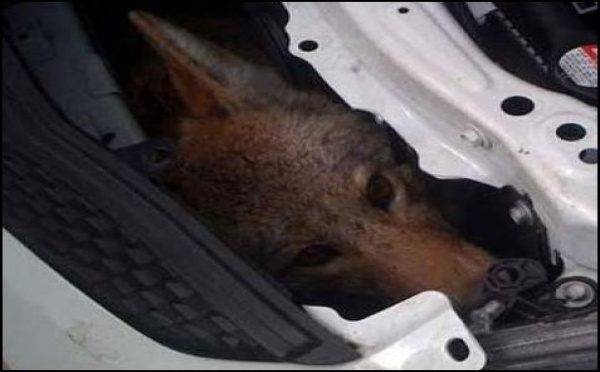 Tricky, coyote 'miraculé'