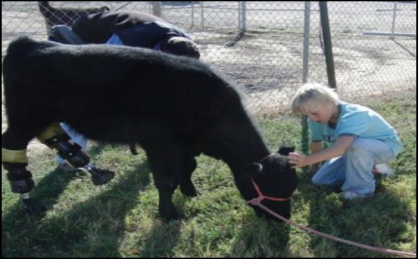 Une vache 'animal de compagnie' reçoit des prothèses