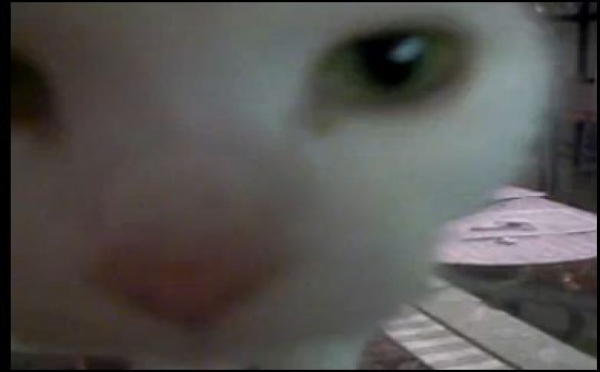 Comment protéger nos animaux de la grippe A H1N1