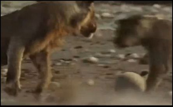 CLIP VIDEO: Les animaux jouent au foot