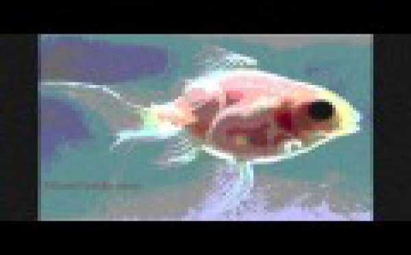 Après les grenouilles transparentes, voici les poissons translucides