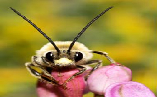 L'animal de l'année 2010 est: l'abeille à longues antennes