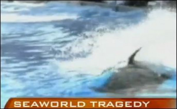 Baleine tueuse: jeu, accident, ou... ?