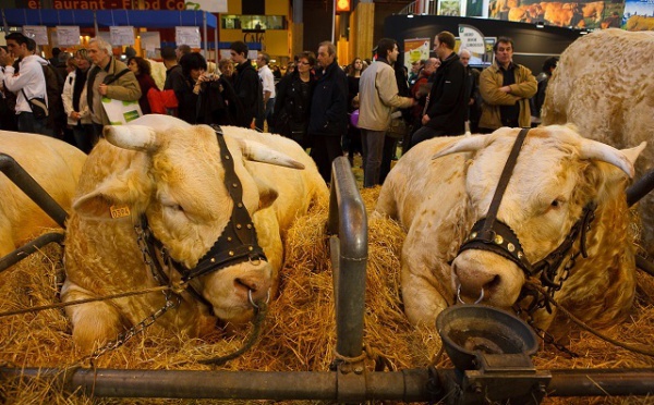 De la douleur au bien-être des animaux d'élevage