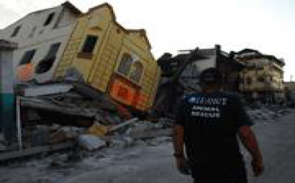 Protection animale: les associations apportent de l'aide en Haiti