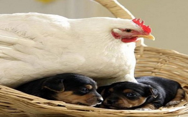 INSOLITE: Une poule couve... des chiots!