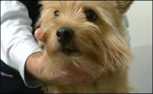 Passeports communautaire pour voyager avec son animal de compagnie en Europe