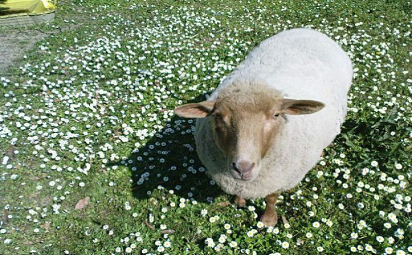 Woolite, la brebis égarée et adoptée