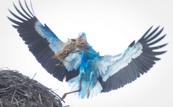 Une cigogne bleue fait son nid en Allemagne