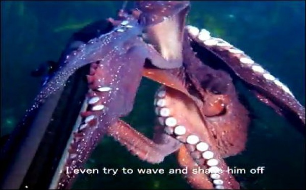 La pieuvre avec la caméra