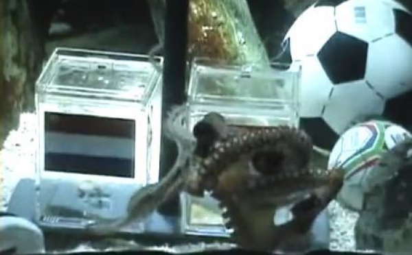 Les prévisions des animaux pour la Coupe du monde