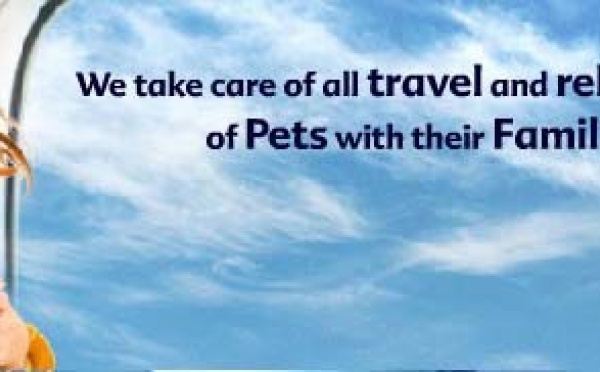 Animal Airways International propose un nouveau service pour voyager avec des animaux domestiques