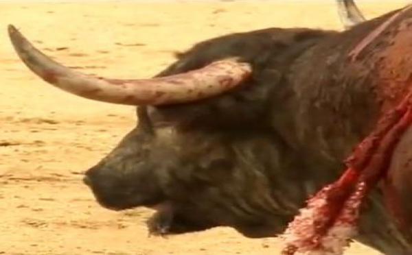 La corrida enfin interdite, mais...