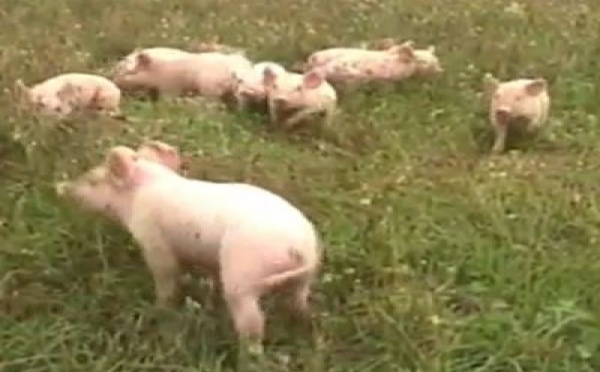 Un test simple pour vérifier le bien-être des animaux