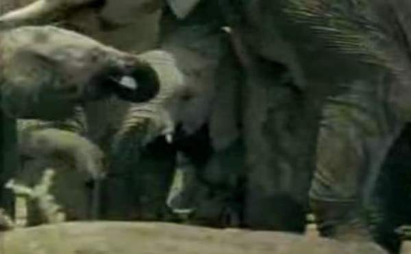 Comment se défendre en cas d'attaque ou de chapardage des animaux sauvages?