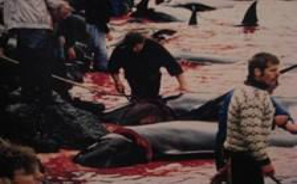 Massacre des baleines sur les îles Féroé