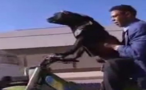 Des animaux au volant