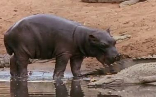 INSOLITE: L'hippopotame, animal affectif