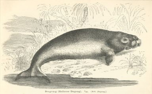 Les sirènes en danger